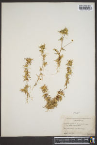 Navarretia atractyloides image