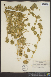 Navarretia squarrosa image