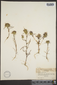 Navarretia squarrosa image