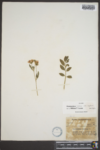 Polemonium reptans image