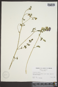 Polemonium reptans image