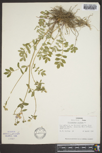 Polemonium reptans image