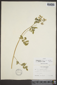 Polemonium reptans image