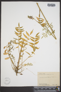 Polemonium acutiflorum image