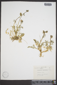 Polemonium acutiflorum image