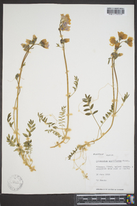 Polemonium acutiflorum image