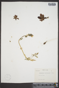 Polemonium acutiflorum image