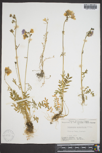 Polemonium acutiflorum image