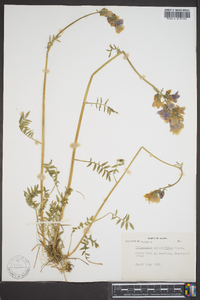 Polemonium acutiflorum image