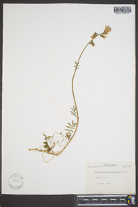 Polemonium acutiflorum image