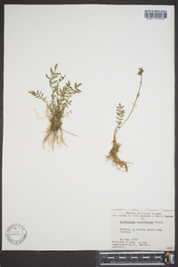 Polemonium acutiflorum image