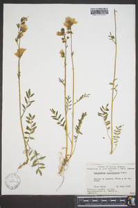 Polemonium acutiflorum image