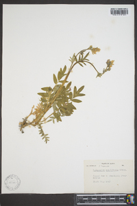 Polemonium acutiflorum image