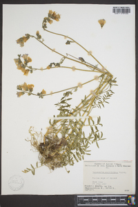 Polemonium acutiflorum image