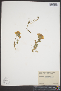 Polemonium boreale image