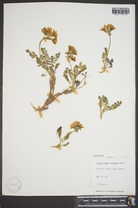 Polemonium boreale image