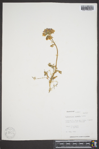 Polemonium boreale image