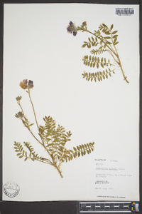 Polemonium boreale image