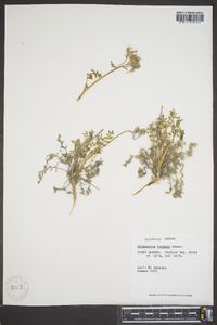 Polemonium boreale image