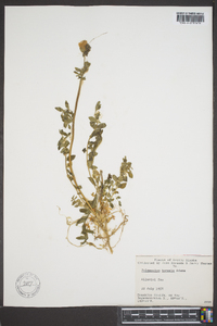 Polemonium boreale image