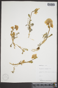 Polemonium boreale image