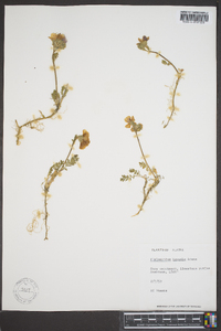 Polemonium boreale image