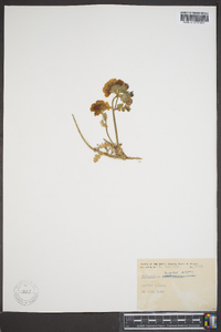 Polemonium boreale image