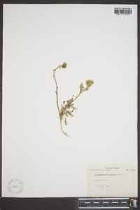 Polemonium boreale image