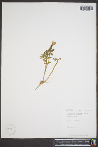 Polemonium boreale image