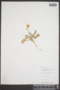 Polemonium boreale image