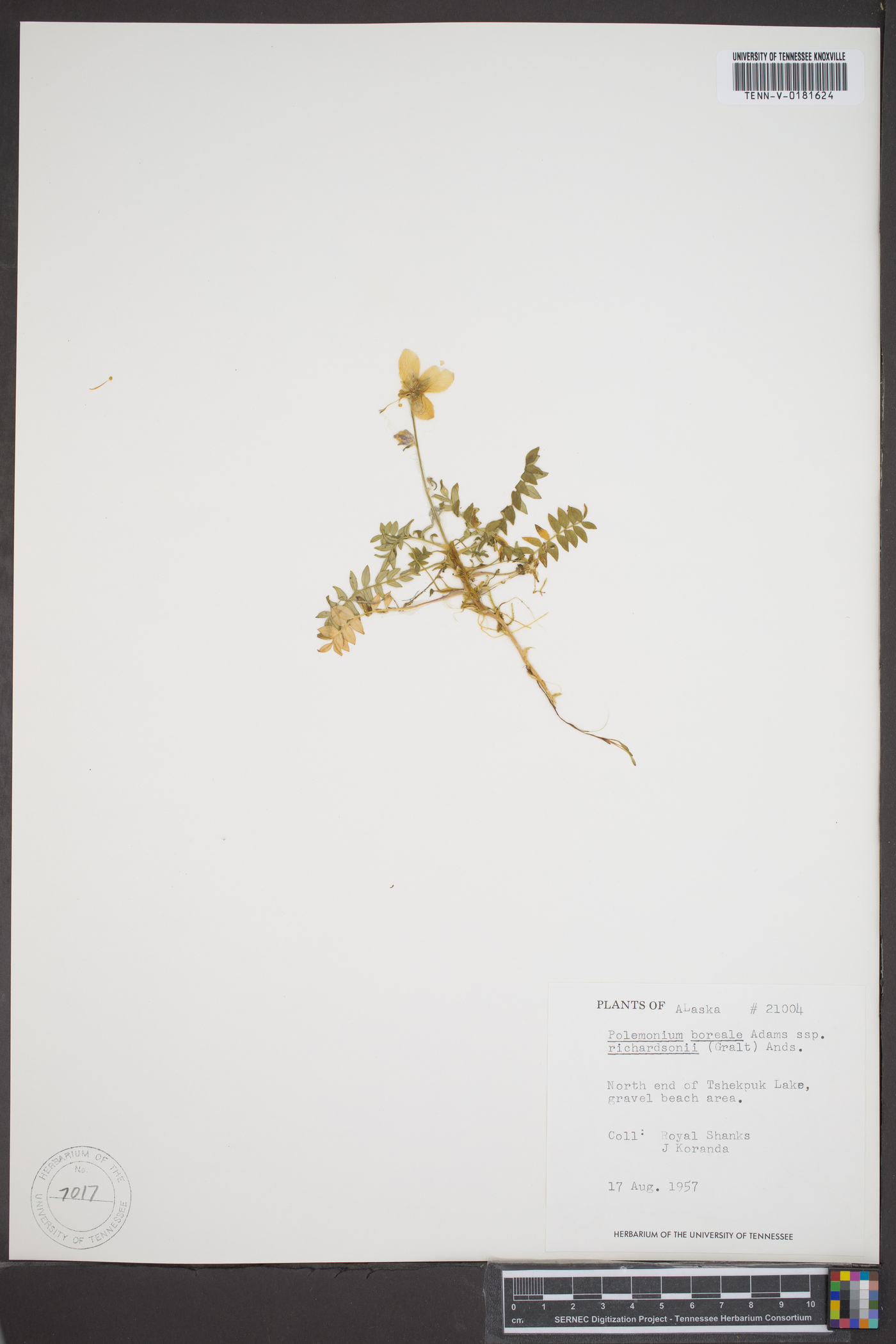 Polemonium boreale subsp. richardsonii image