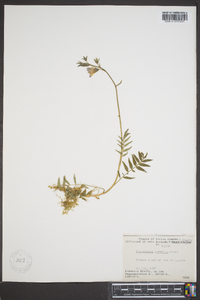 Polemonium boreale image