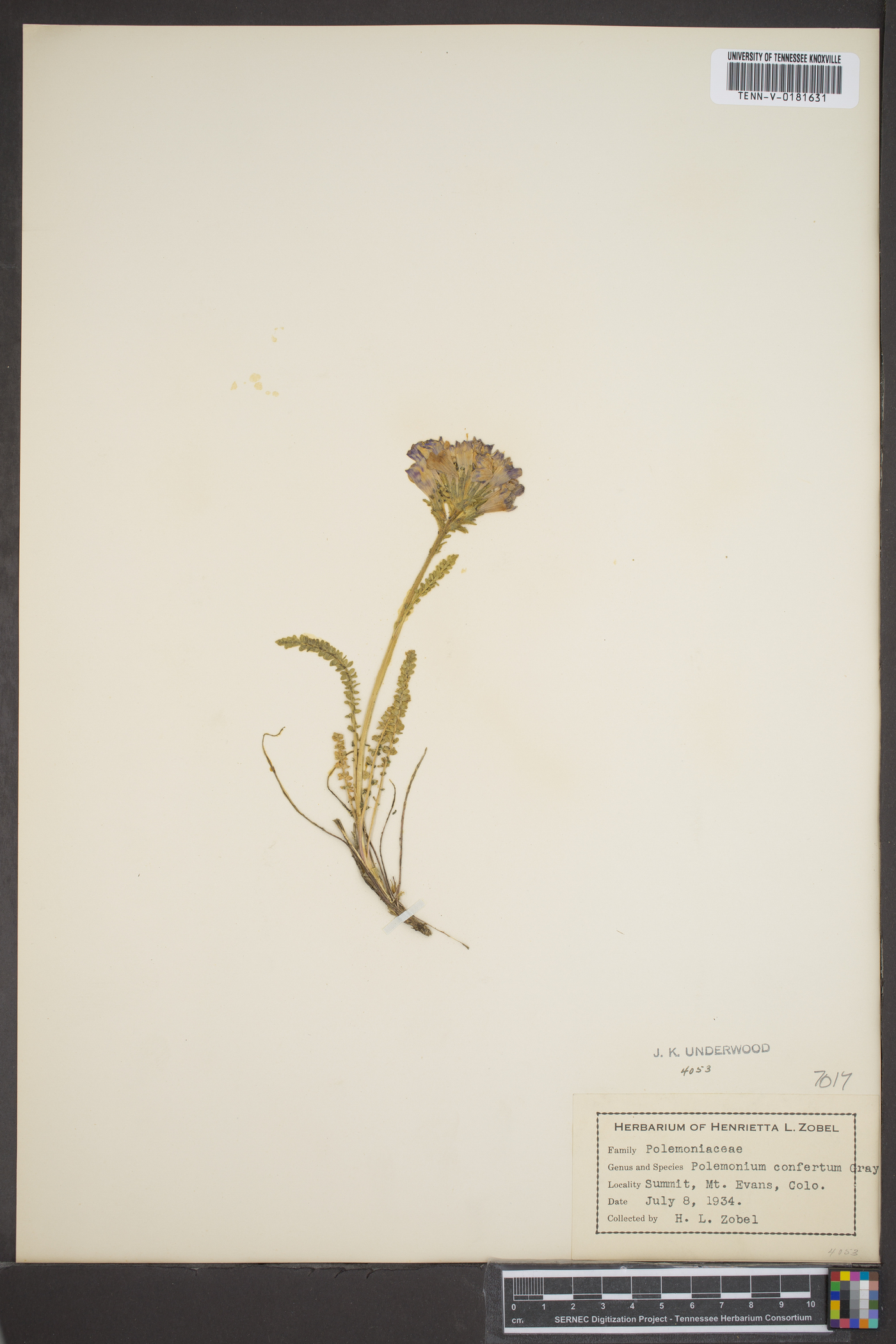 Polemonium confertum image