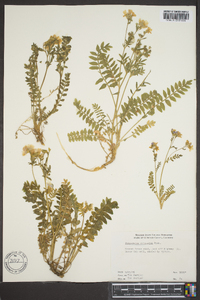 Polemonium pulcherrimum image