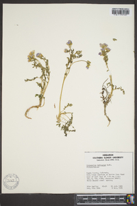 Polemonium pulcherrimum subsp. delicatum image