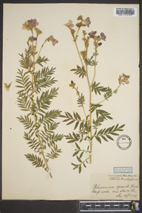 Polemonium grande image