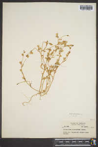 Polemonium micranthum image