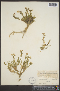 Polemonium pulcherrimum image