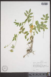 Polemonium reptans image
