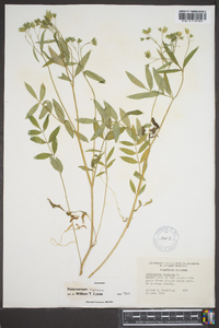 Polemonium reptans image