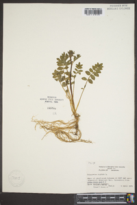 Polemonium reptans image