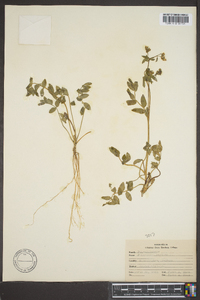 Polemonium reptans image