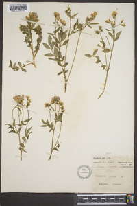 Polemonium reptans image