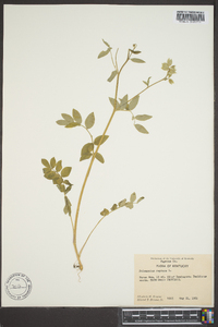 Polemonium reptans image