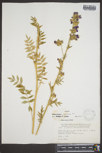 Polemonium vanbruntiae image