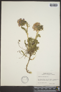 Polemonium viscosum image