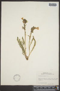 Polemonium viscosum image