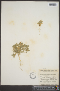 Loeseliastrum matthewsii image