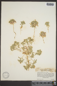 Loeseliastrum matthewsii image