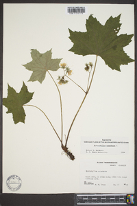 Hydrophyllum canadense image